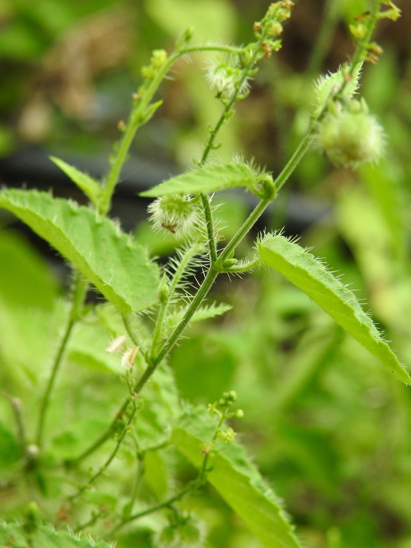 Tragia mcvaughii photo 7