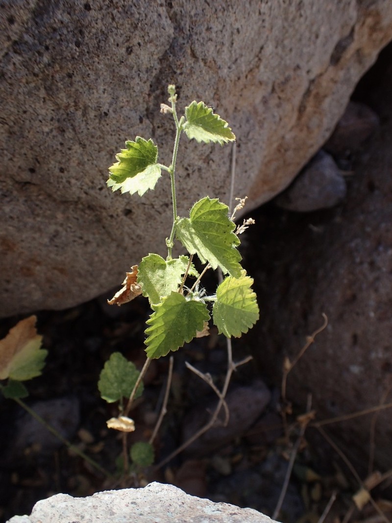 Tragia moranii