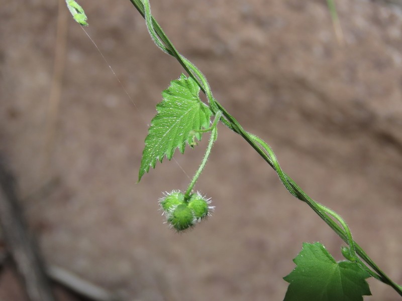 Tragia moranii photo 2