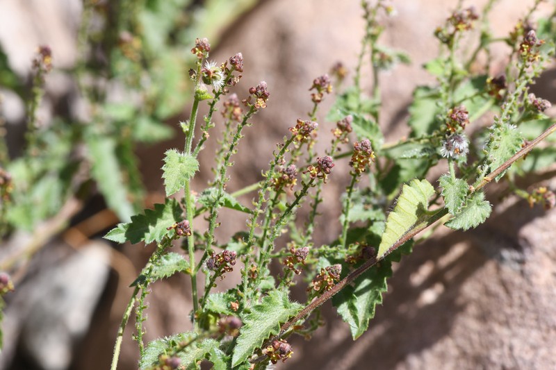 Tragia moranii photo 3