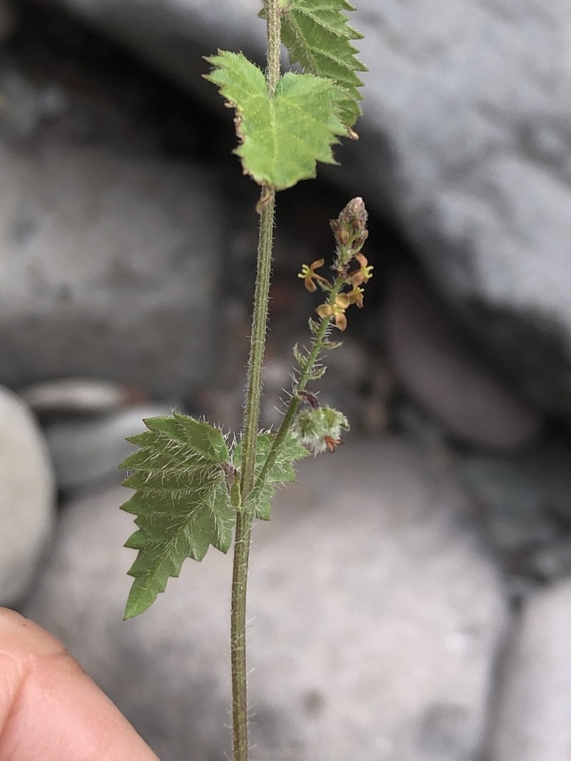 Tragia moranii photo 4