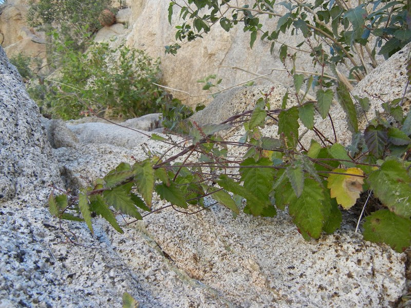 Tragia moranii photo 5