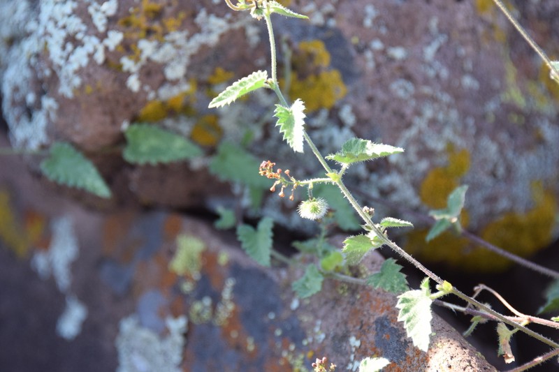 Tragia moranii photo 6