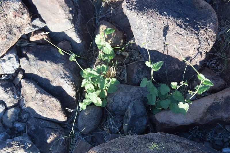 Tragia moranii photo 7