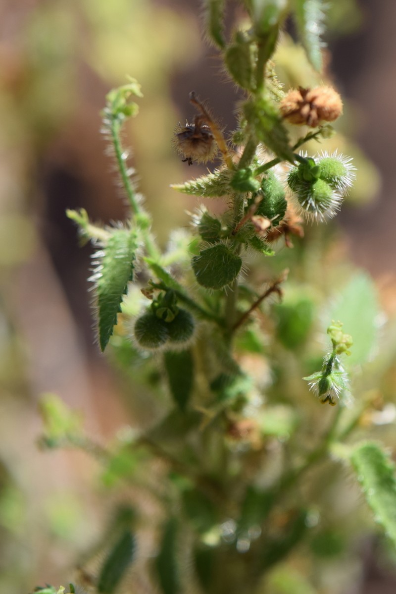 Catnip Noseburn photo 8