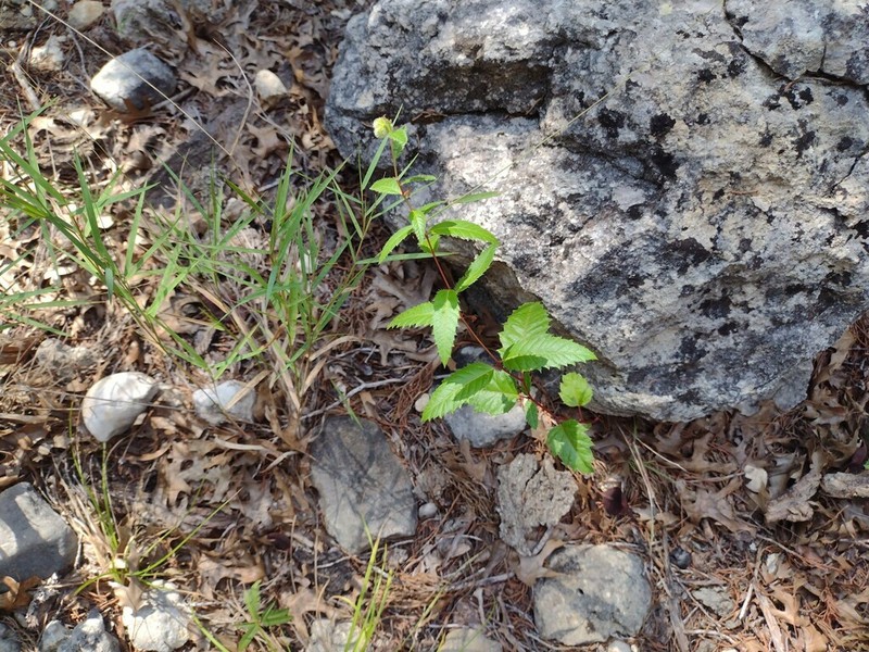 Dark Noseburn photo 8