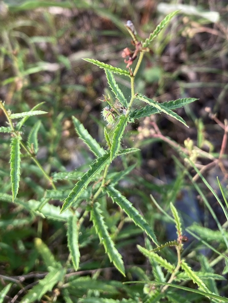 Branched Noseburn photo 5