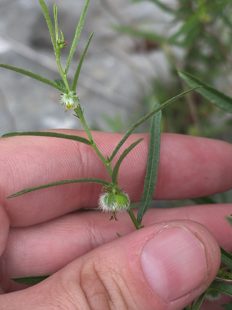 Branched Noseburn photo 6