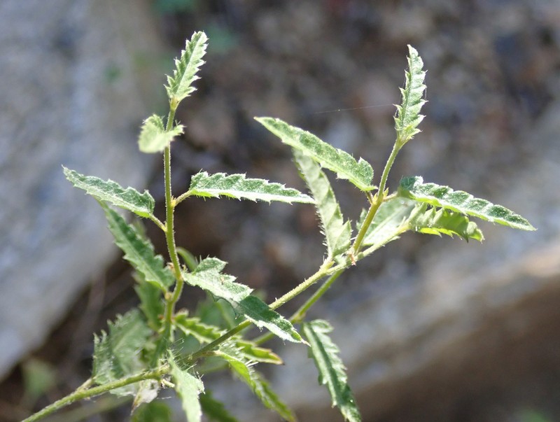 Branched Noseburn photo 7
