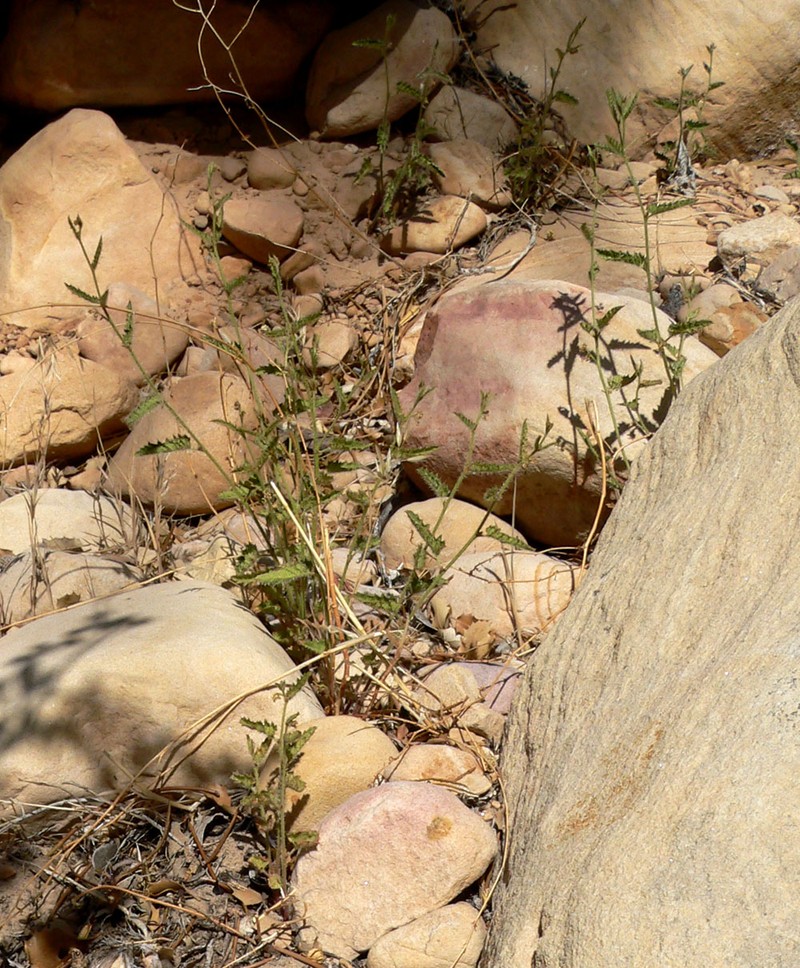 Branched Noseburn photo 4