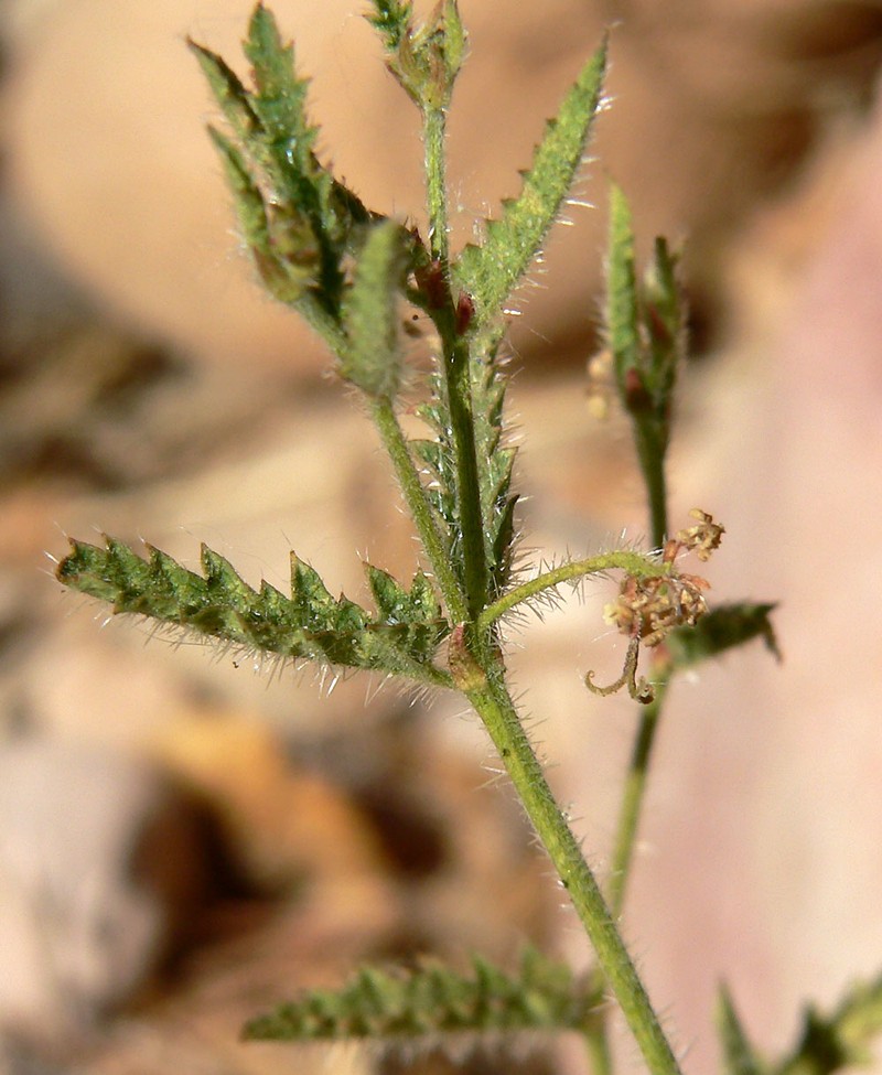 Branched Noseburn photo 5