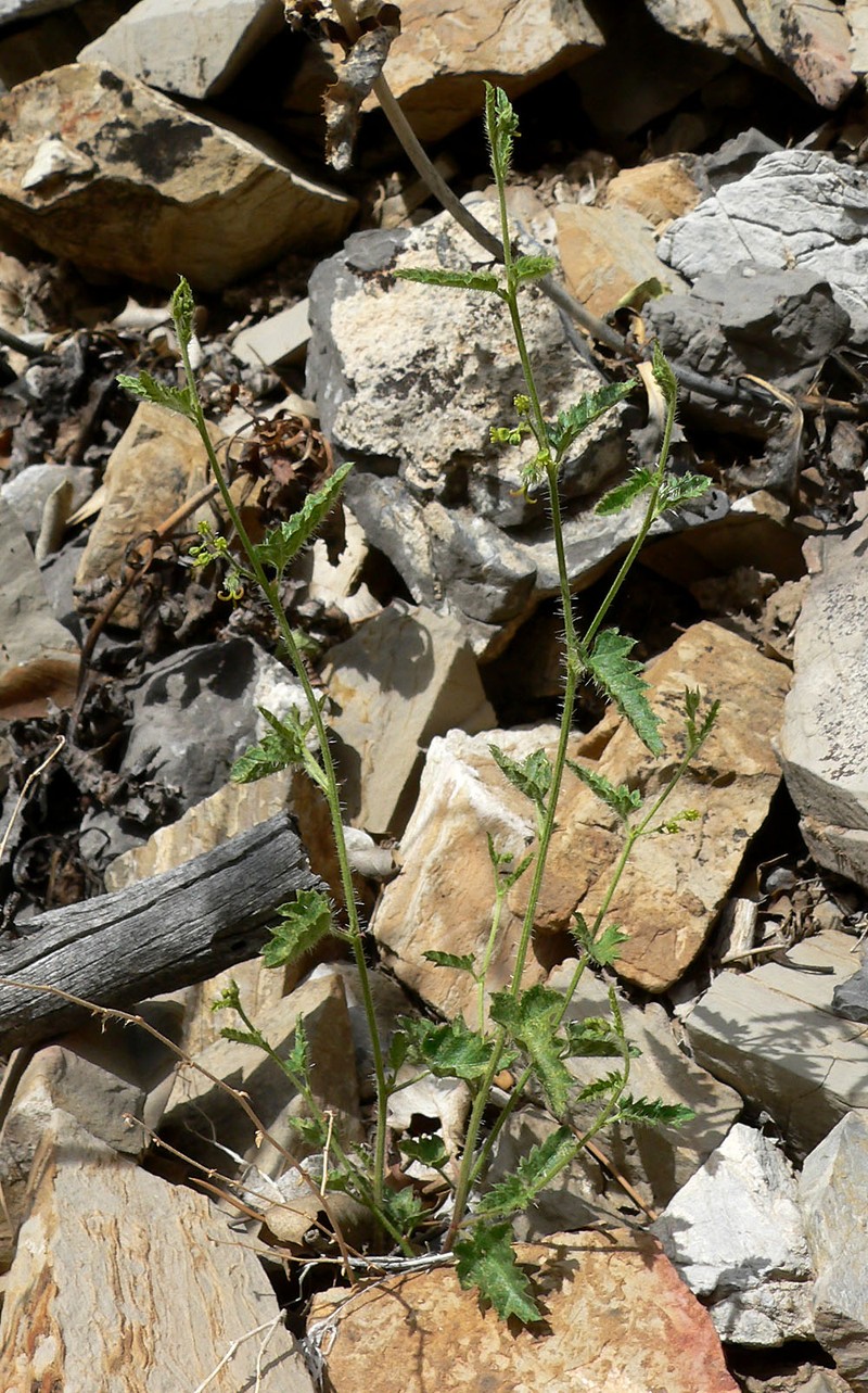 Branched Noseburn photo 6