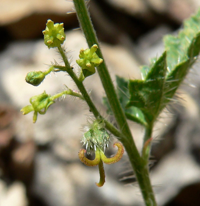 Branched Noseburn photo 7