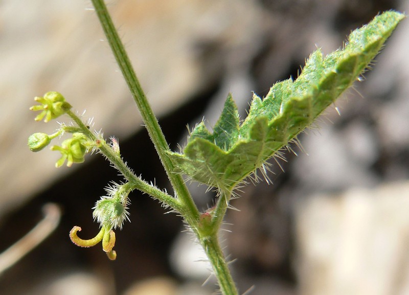 Branched Noseburn photo 8