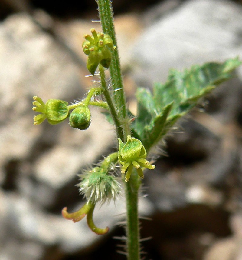 Branched Noseburn