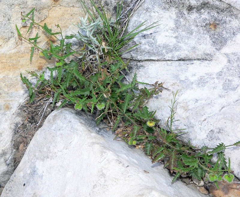 Branched Noseburn photo 2