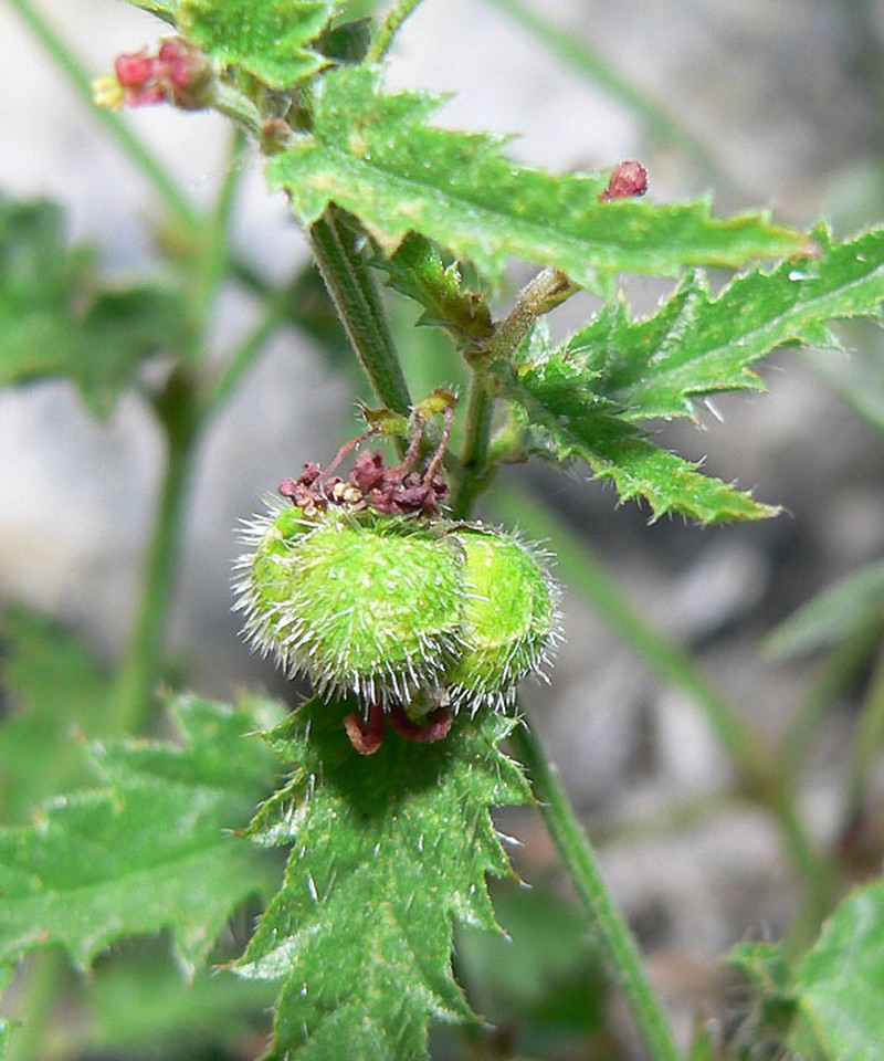 Branched Noseburn photo 3