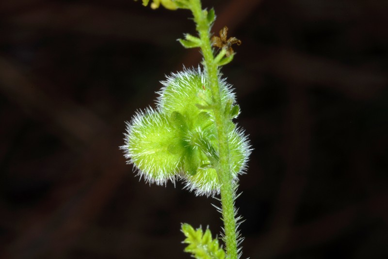 Florida Keys Noseburn