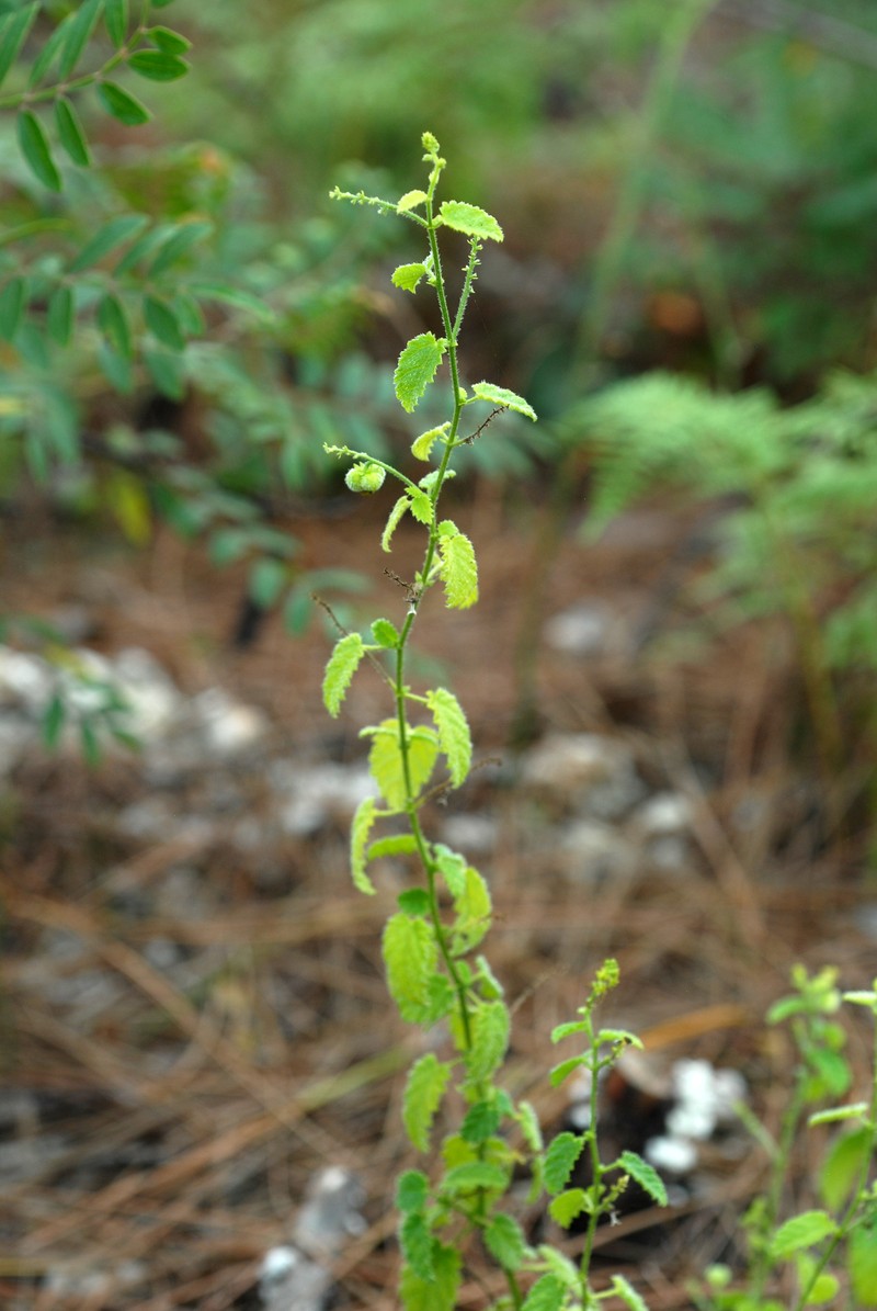 Florida Keys Noseburn photo 3