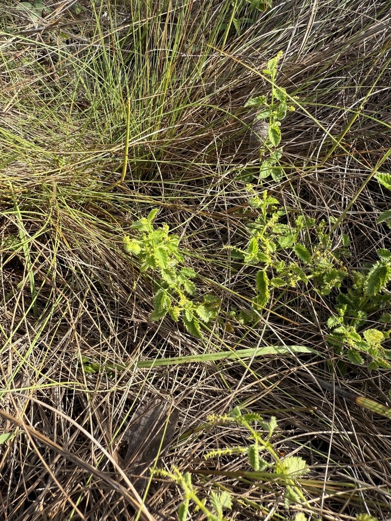 Florida Keys Noseburn photo 2