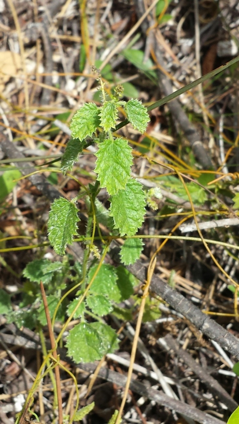 Florida Keys Noseburn photo 4
