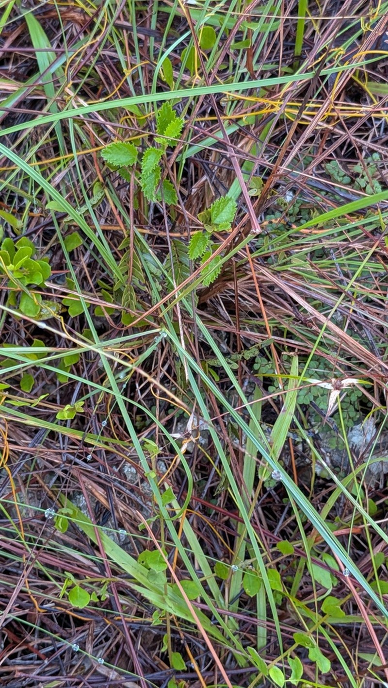 Florida Keys Noseburn photo 7