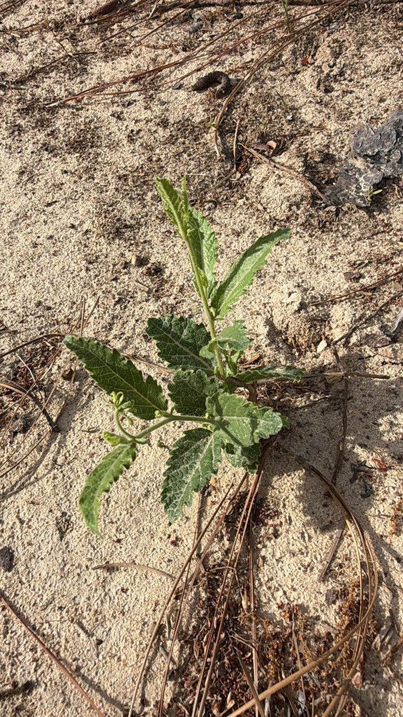 Small's Noseburn photo 3