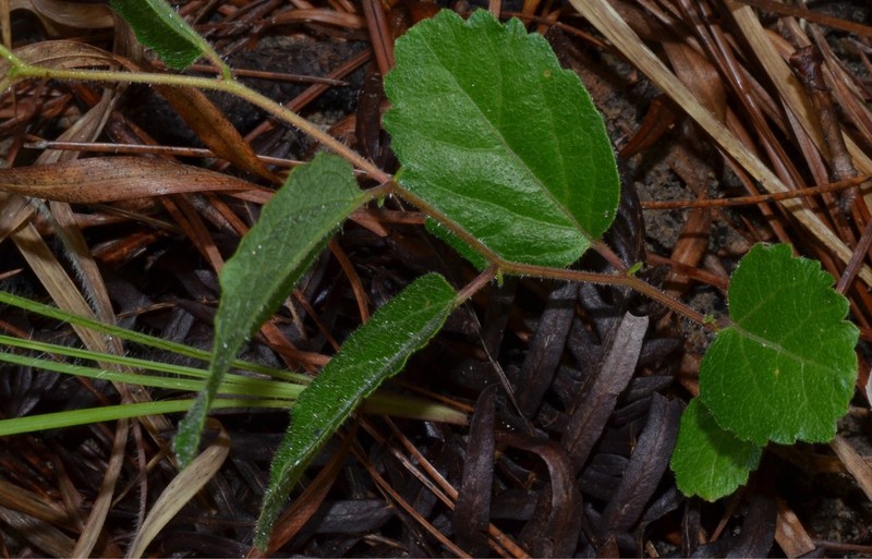 Small's Noseburn photo 4