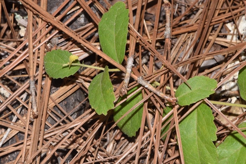 Small's Noseburn photo 6