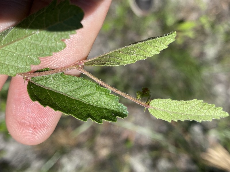 Small's Noseburn photo 8