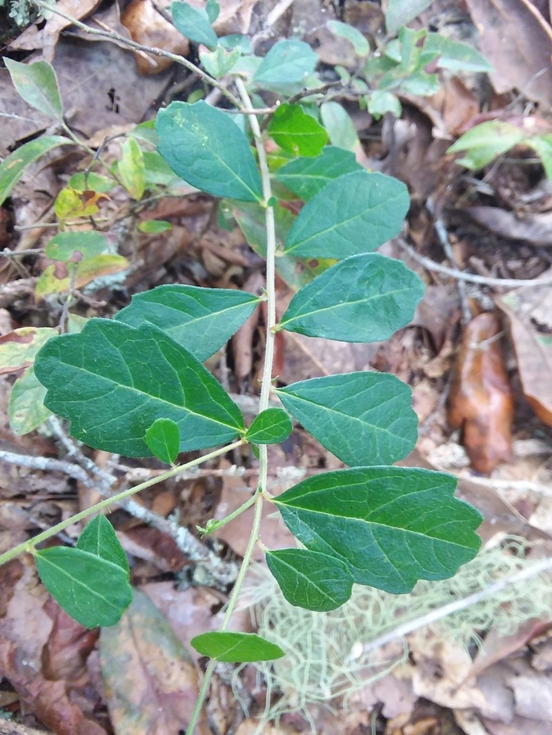 Wavyleaf Noseburn photo 2