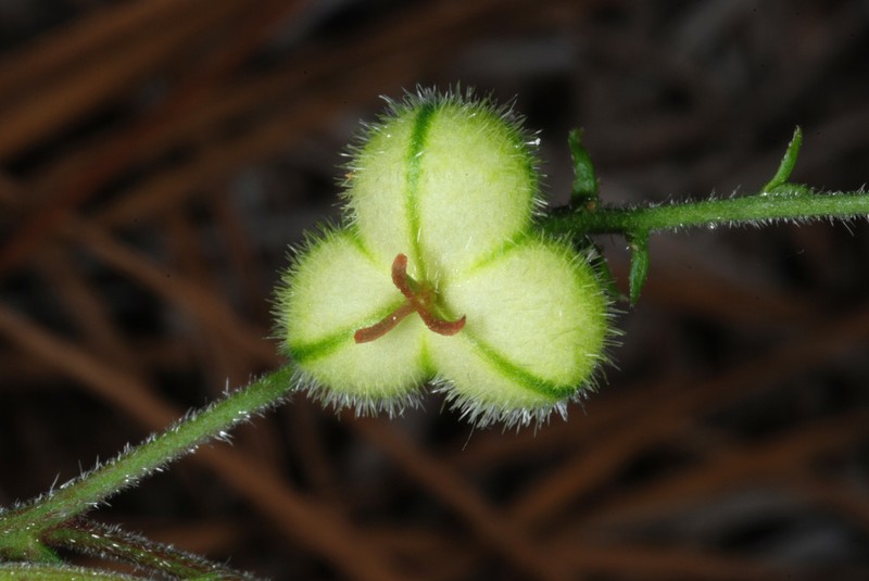 Wavyleaf Noseburn photo 3