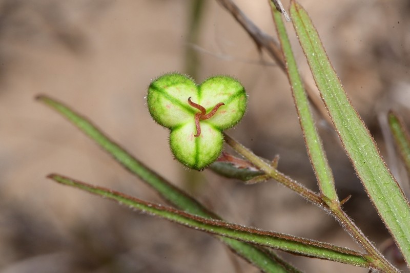 Wavyleaf Noseburn photo 4