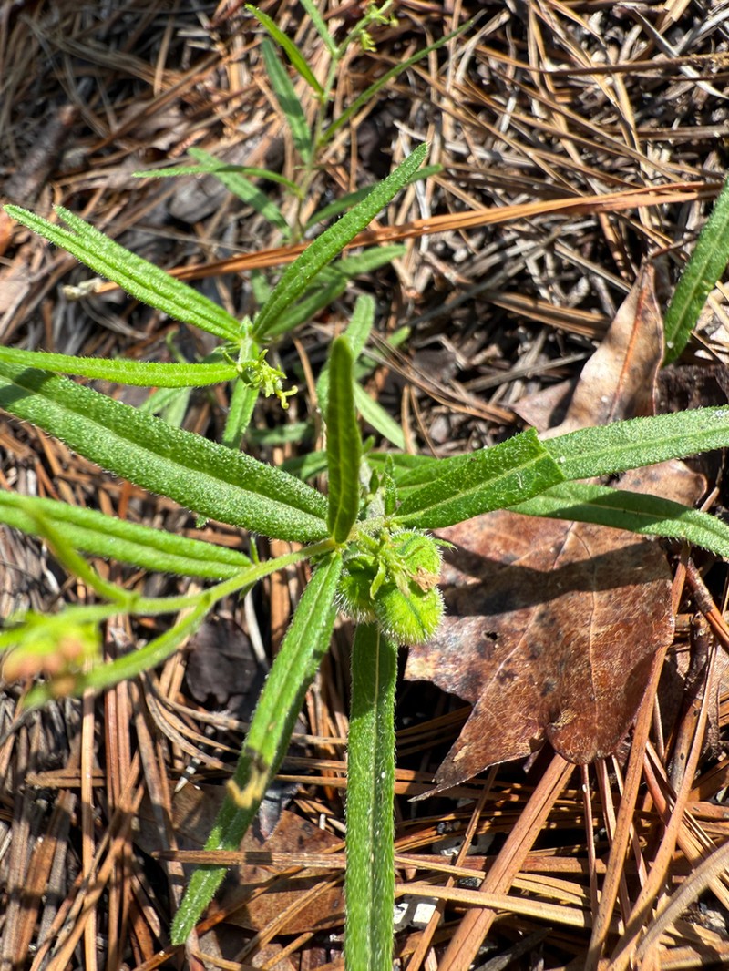 Wavyleaf Noseburn photo 5