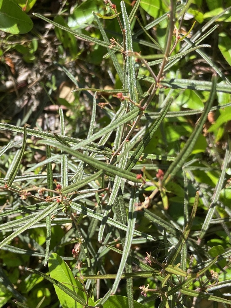 Wavyleaf Noseburn photo 6
