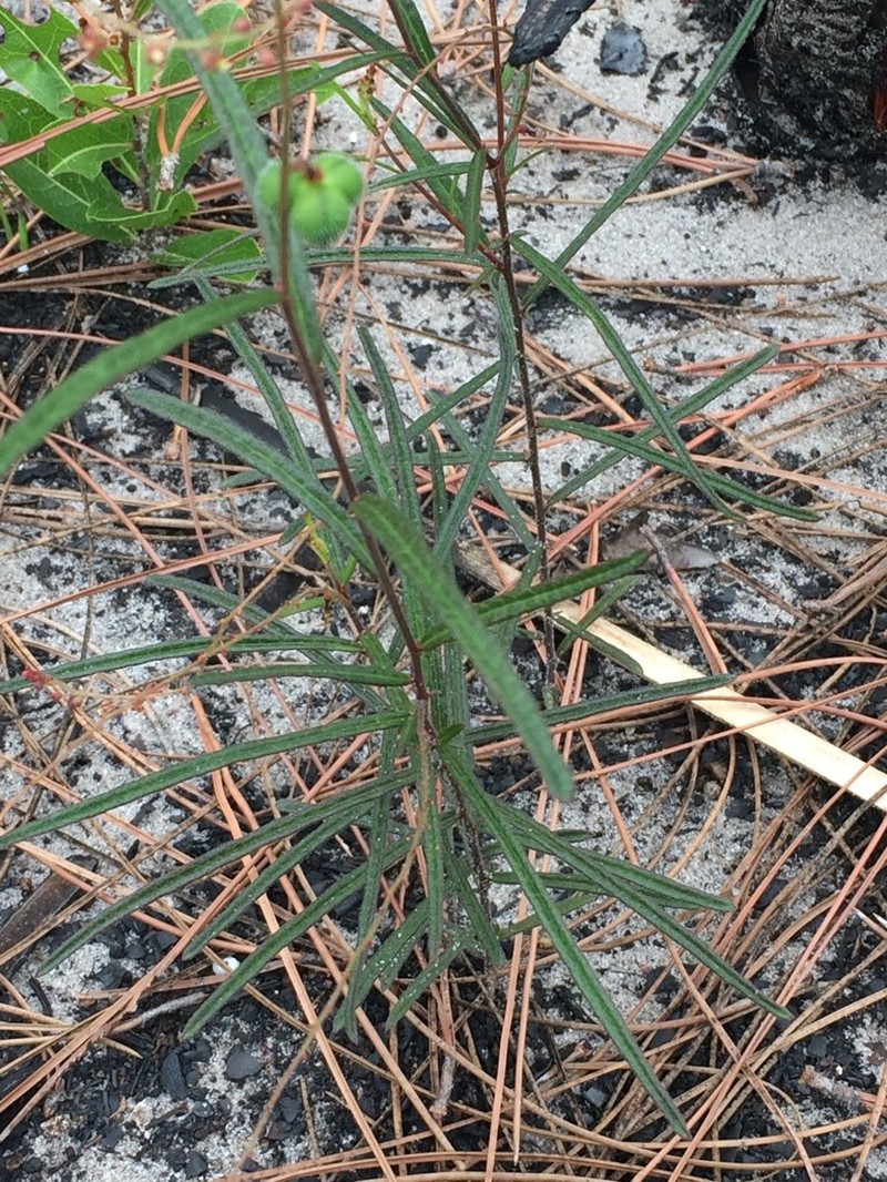 Wavyleaf Noseburn photo 7