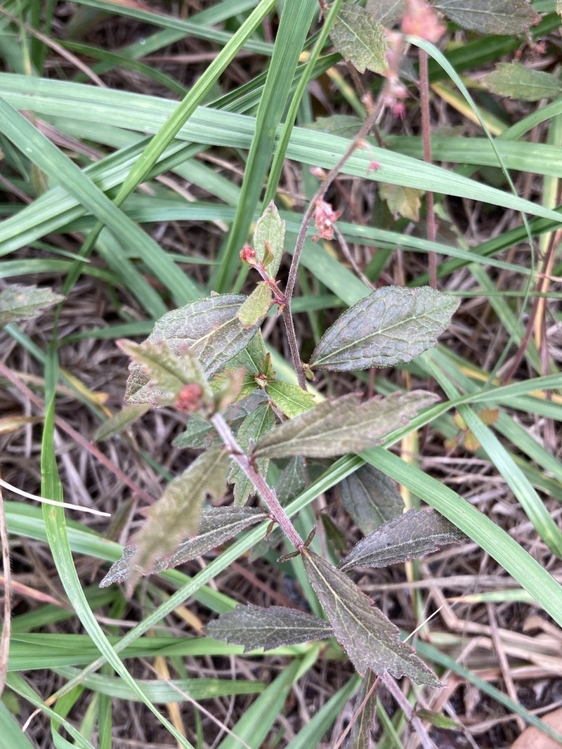 Wavyleaf Noseburn photo 8