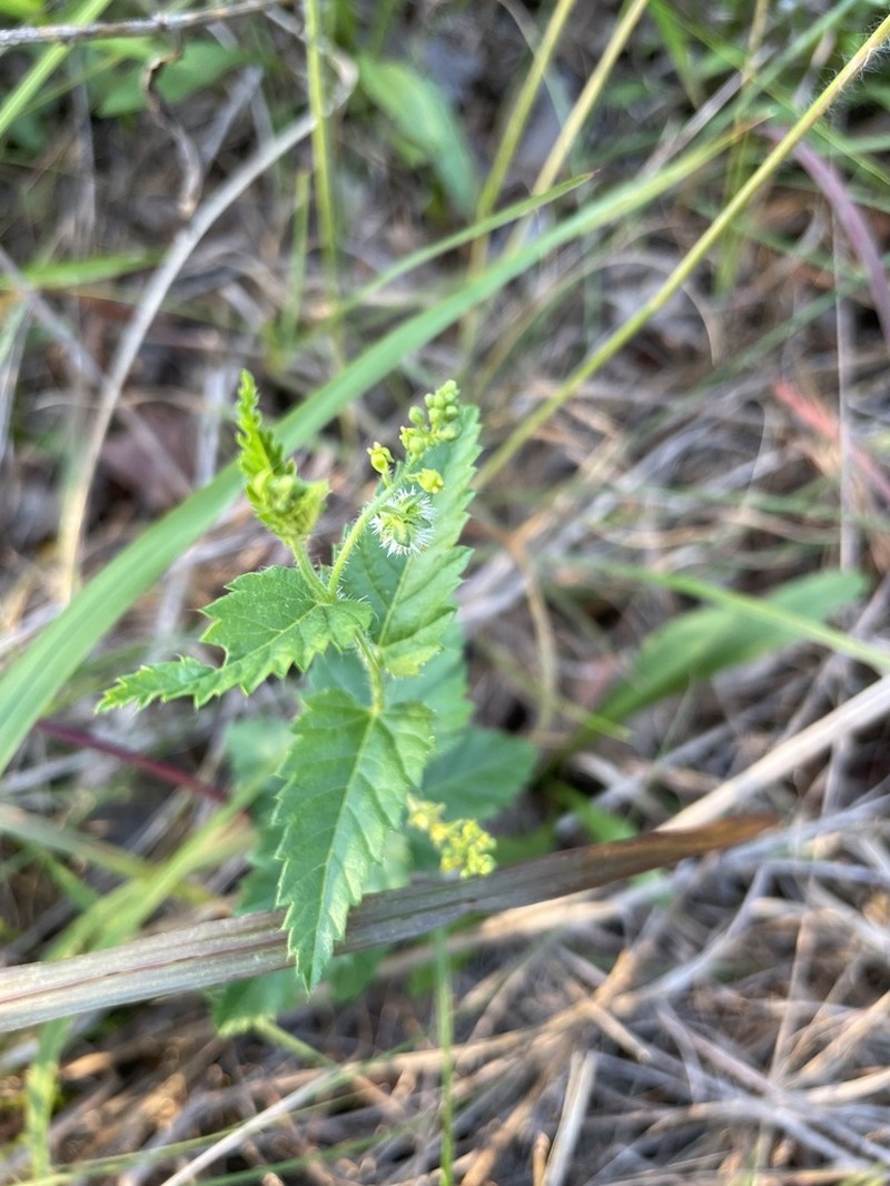Nettleleaf Noseburn photo 2