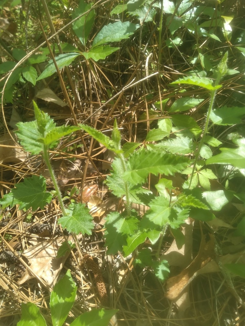 Nettleleaf Noseburn photo 3