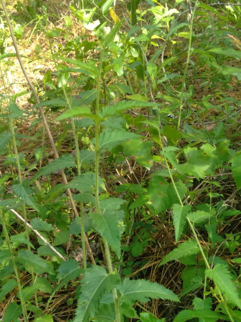 Nettleleaf Noseburn photo 4