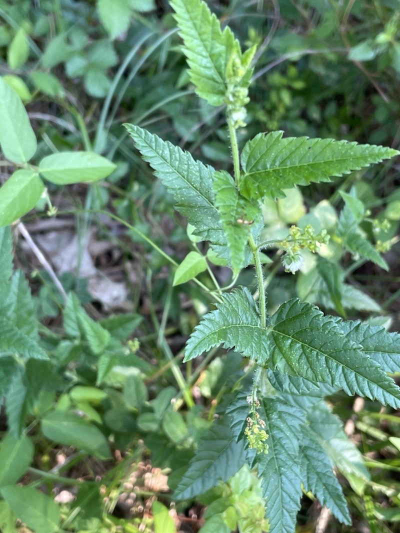 Nettleleaf Noseburn photo 5
