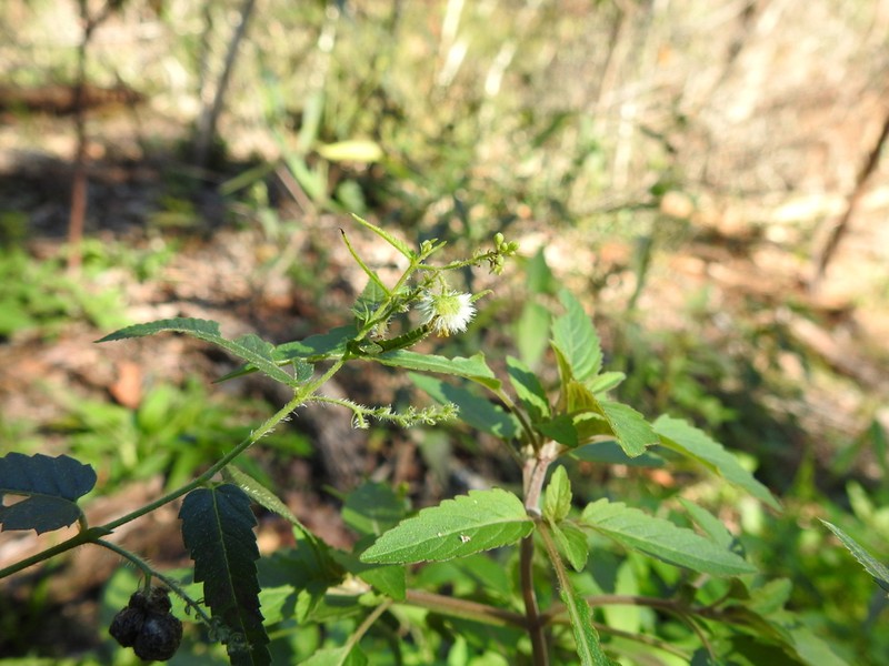 Nettleleaf Noseburn photo 6