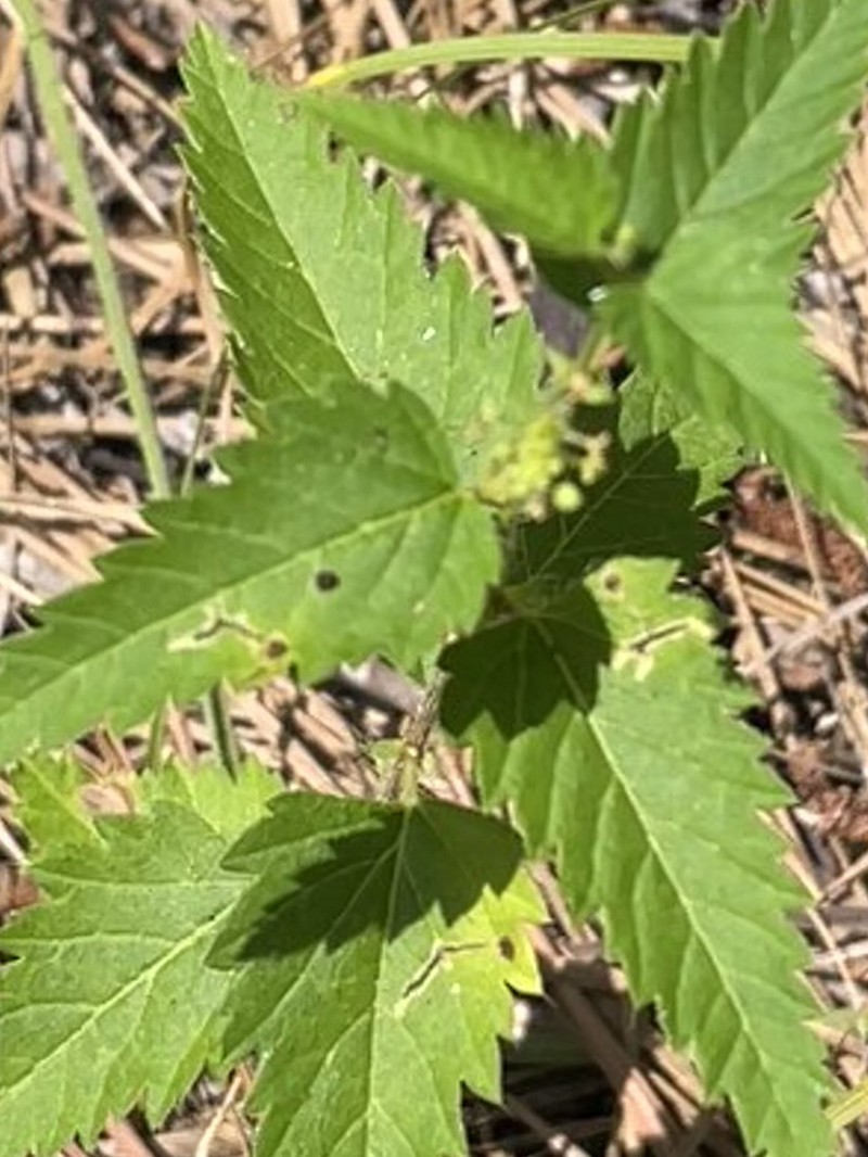 Nettleleaf Noseburn photo 7