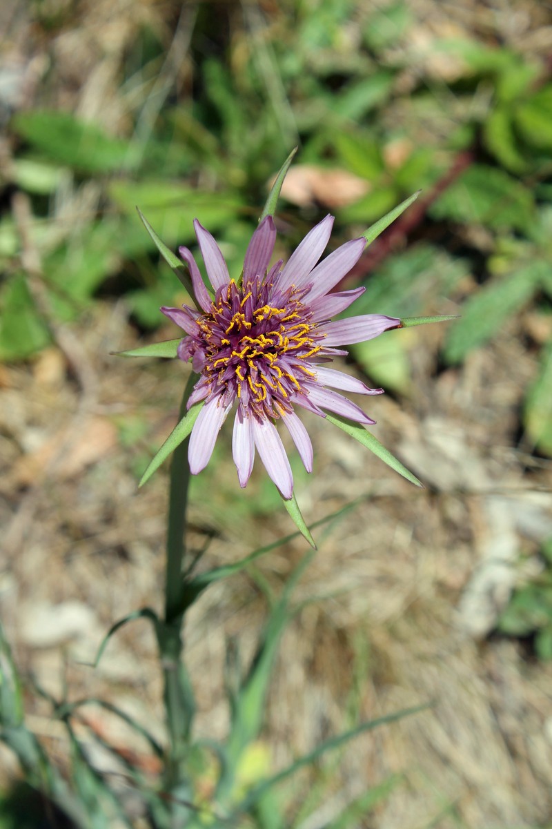 Goatsbeard photo 2