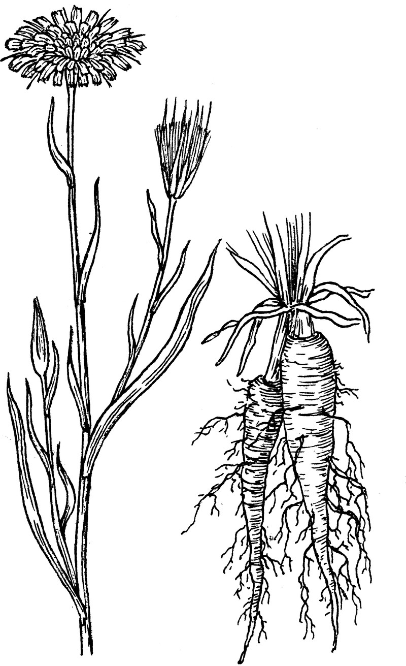 Goatsbeard photo 3