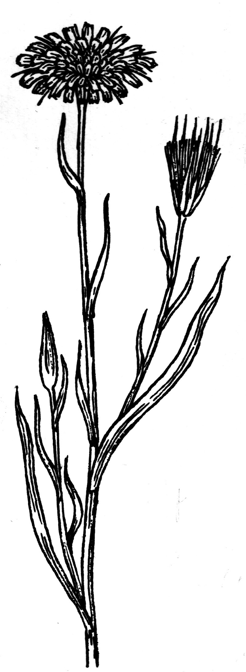 Goatsbeard photo 4