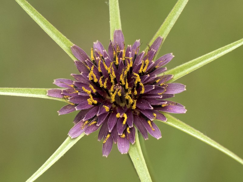 Goatsbeard photo 5