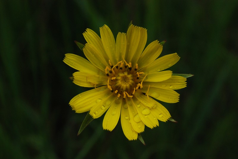 Goatsbeard photo 7