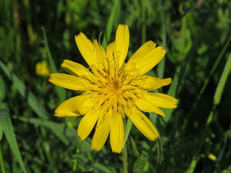 Goatsbeard photo 8