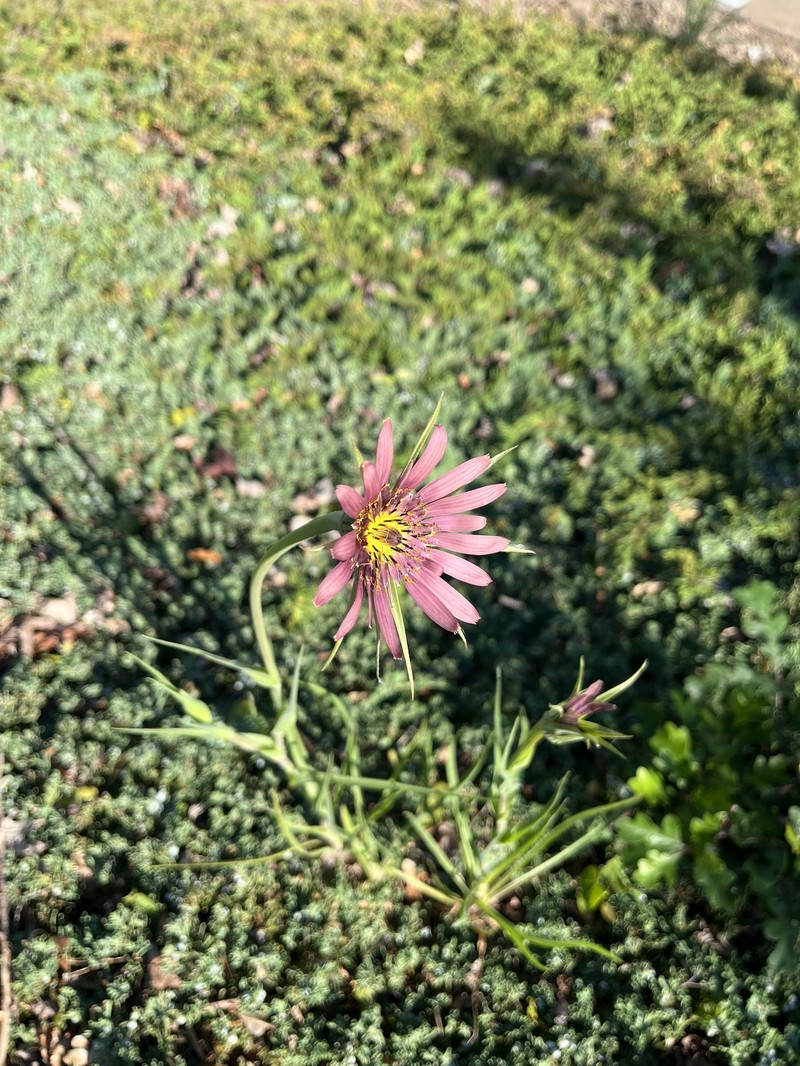 Remarkable Goatsbeard